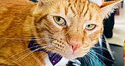 Soju joined the competition — help win amazing prizes! cat, orange_tabby, bow_tie, plush_hat, toy, pet, whiskers, fur, indoor, close_up, animal, cute, resting, face, ears, green_eyes, collar, feline, domestic_cat, blanket