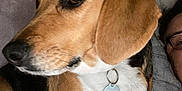Whiskey is registered to the contest to win money with this photo: dog, beagle, pet, collar, tag, indoor, couch, blanket, person, glasses, face, fur, ears, nose, closeup, brown, white, black, resting, window_blinds