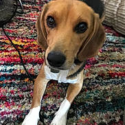 Whiskey joined the competition — help win amazing prizes! dog, beagle, pet, indoor, carpet, colorful_rug, animal, cute, canine, laying_down, front_legs, ears, eyes, nose, collar, fur, brown, black, white, floor