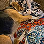 Whiskey is registered to the contest to win money with this photo: dog, sleeping, blanket, fleece, couch, indoors, paw, resting, cozy, patterned, brown, black, white, soft, comfort, relaxation, pet, animal, fur, napping