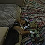 Whiskey is registered to the contest to win money with this photo: dog, sleeping, plush_toy, turtle_toy, rug, cushion, couch, indoor, pet, relaxation, brown, black, white, striped, floor, home, cozy, resting, animal, stuffed_animal