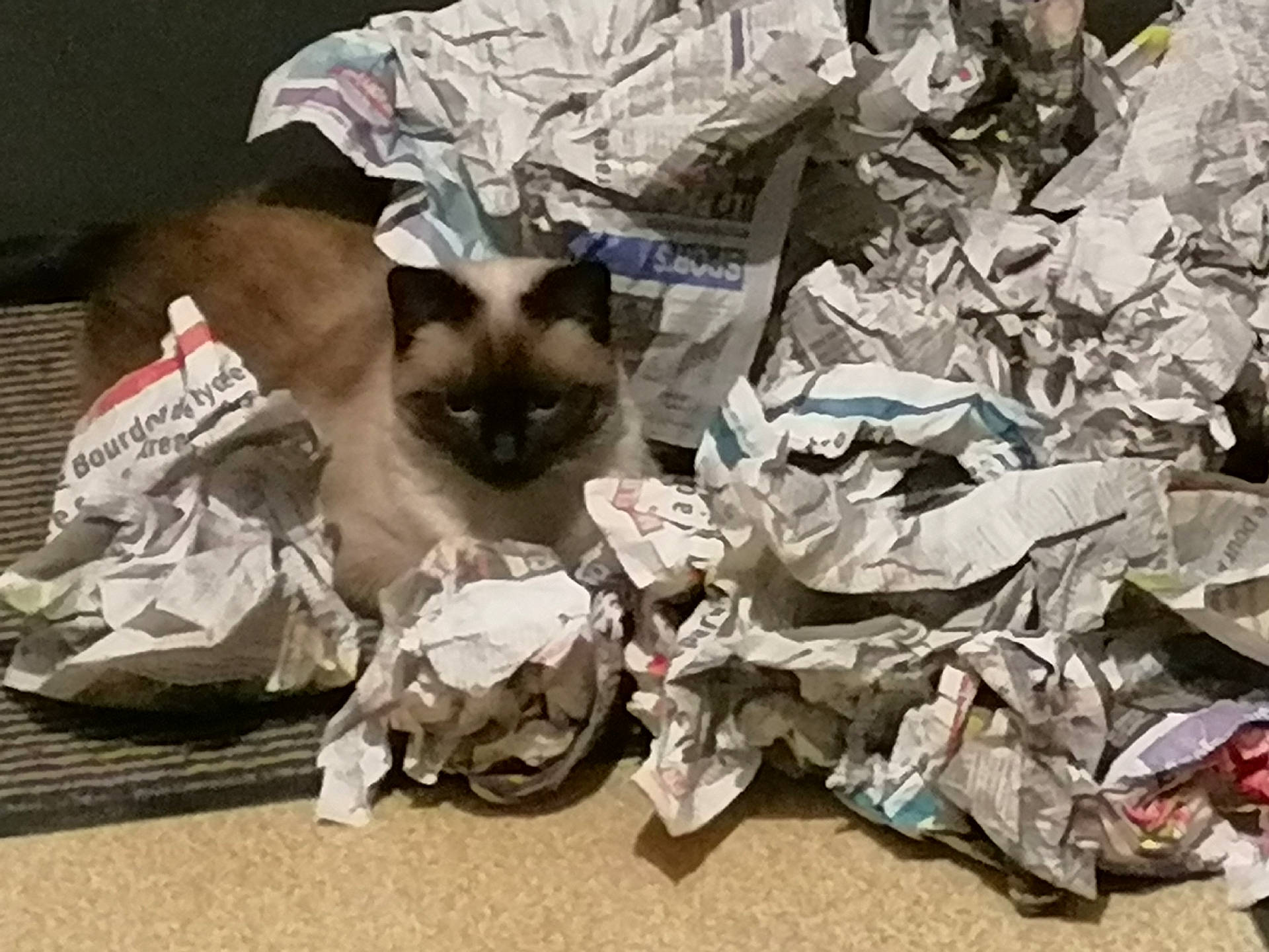 Siska a rejoint le concours — aidez-le/la à gagner de superbes lots ! animal, black, brown, cat, contrast, crumpled_paper, domestic_animal, feline, floor, fur, indoor, mess, newspaper, pet, quiet, resting, shadow, siamese_cat, texture, white