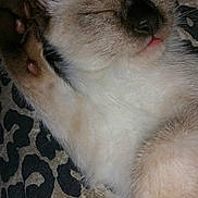 Siska a rejoint le concours — aidez-le/la à gagner de superbes lots ! animal, close_up, cozy, cute, domestic_cat, ears, fabric, face, feline, fur, kitten, leopard_print, paw, pet, resting, siamese_cat, sleeping, soft, tongue, whiskers