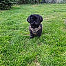 Maya a rejoint le concours — aidez-le/la à gagner de superbes lots ! dog, small_dog, black_dog, grass, lawn, harness, outdoor, nature, bushes, trees, greenery, pet, animal, curious, standing, garden, daylight, canine, fur, adorable
