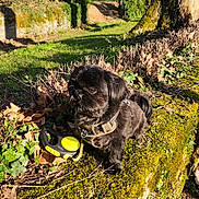 Maya a rejoint le concours — aidez-le/la à gagner de superbes lots ! dog, black_dog, small_dog, harness, leash, moss, stone_wall, outdoor, nature, trees, grass, sunlight, sky, clouds, leafless_trees, curious, pet, animal, daytime, countryside