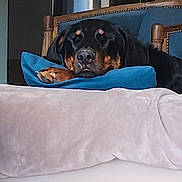 Izia participe au concours pour gagner de l'argent avec cette photo : dog, resting, blue_pillow, beige_blanket, indoor, furniture, wooden_chair, relaxed, pet, canine, home, decor, comfort, sleepy, animal, black_dog, tan_markings, couch, soft, cozy