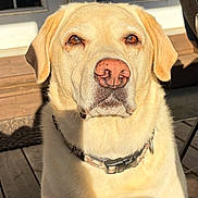 Nikki joined the competition — help win amazing prizes! animal, brown_eyes, calm, canine, close_up, collar, companion, dog, domestic_animal, door, fur, labrador_retriever, outdoor, pet, portrait, sitting, sunlight, window, wooden_deck, yellow
