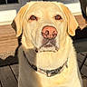 animal, brown_eyes, calm, canine, close_up, collar, companion, dog, domestic_animal, door, fur, labrador_retriever, outdoor, pet, portrait, sitting, sunlight, window, wooden_deck, yellow