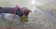 Blu joined the competition — help win amazing prizes! animal, brown_dog, canine, curious, daytime, dog, exploring, grass, harness, leash, leash_clip, nature, outdoor, pet, pond, reflection, ripples, shallow_water, water, water_plants