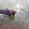 Blu joined the competition — help win amazing prizes! dog, water, leash, harness, outdoor, pond, reflection, grass, nature, animal, curious, shallow_water, canine, pet, daytime, ripples, brown_dog, leash_clip, water_plants, exploring