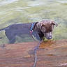 dog, water, dock, leash, pet, outdoor, curious, shallow_water, brown_dog, collar, nature, pond, reflection, animal, canine, wet, daylight, wood, calm, summer