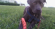 Blu is registered to the contest to win money with this photo: dog, grass, toy, harness, outdoor, pet, animal, suburb, house, tree, leash, playing, relaxed, canine, greenery, daytime, nature, mammal, companion, park