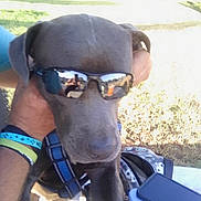 Blu is registered to the contest to win money with this photo: dog, sunglasses, person, hand, outdoor, sunlight, blue_harness, reflection, grass, tree, sidewalk, bracelet, technology, smartphone, bag, shade, canine, pet, animal, casual