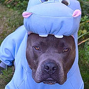 Blu joined the competition — help win amazing prizes! dog, costume, hippo, blue, grass, outdoor, pet, animal, cute, face, expression, ears, nose, mouth, eyes, clothing, funny, portrait, lying, canine