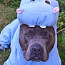 dog, costume, hippo, blue, grass, outdoor, pet, animal, cute, face, expression, ears, nose, mouth, eyes, clothing, funny, portrait, lying, canine