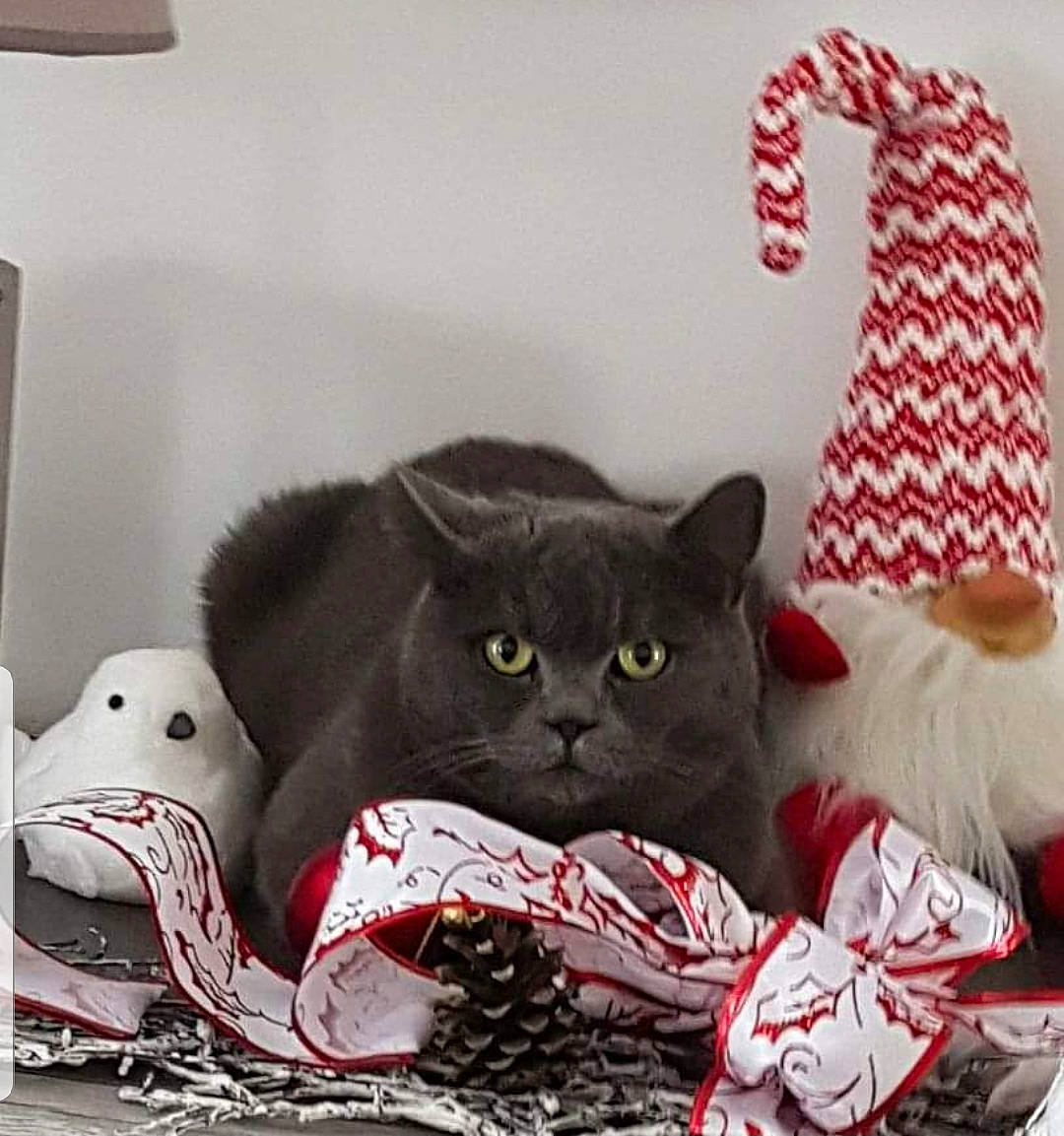 Imogéne a rejoint le concours — aidez-le/la à gagner de superbes lots ! bed_sheet, bedding, black_cat, bombay, carmine, carnivore, cat, cat_supply, comfort, domestic_short_haired_cat, felidae, font, fur, grey, linens, pattern, room, small_to_medium_sized_cats, vertebrate, whiskers