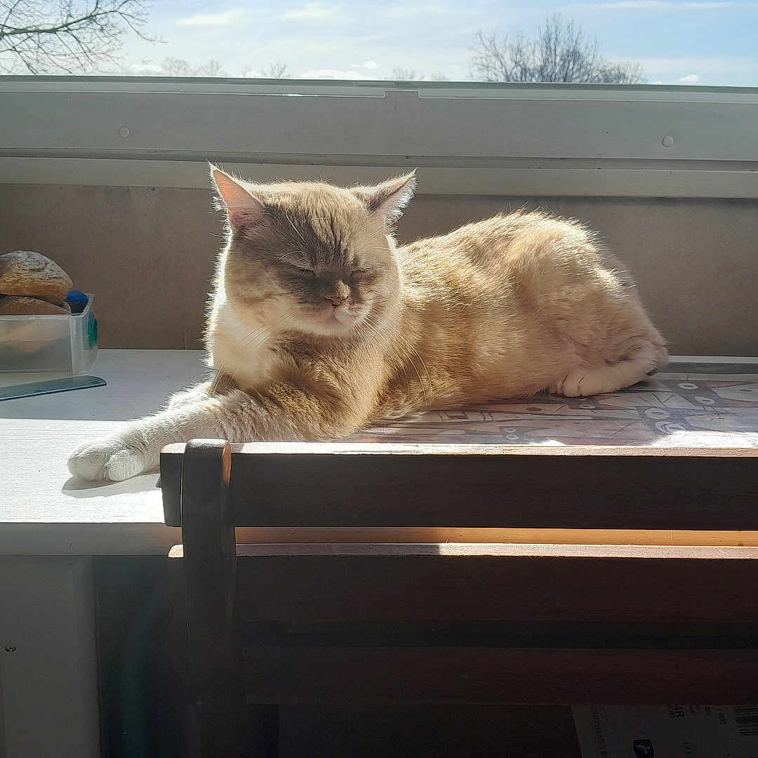 Roucky participe au concours pour gagner de l'argent avec cette photo : animal, architecture, art, bread, building, cat, cup, desk, diningtable, food, furniture, hardwood, pet, plywood, porcelain, pottery, table, window, windowsill, wood