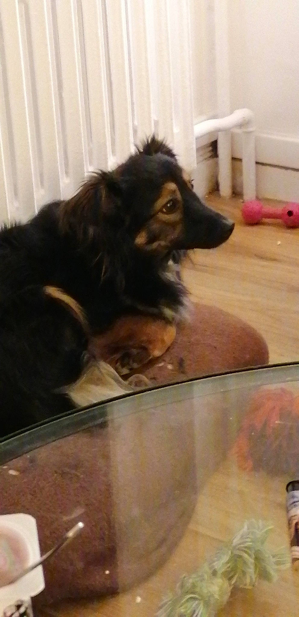 Craquotte participe au concours pour gagner de l'argent avec cette photo : canidae, carnivore, companion_dog, dog, dog_breed, hovawart, liver, long_hair, pomeranian, puppy