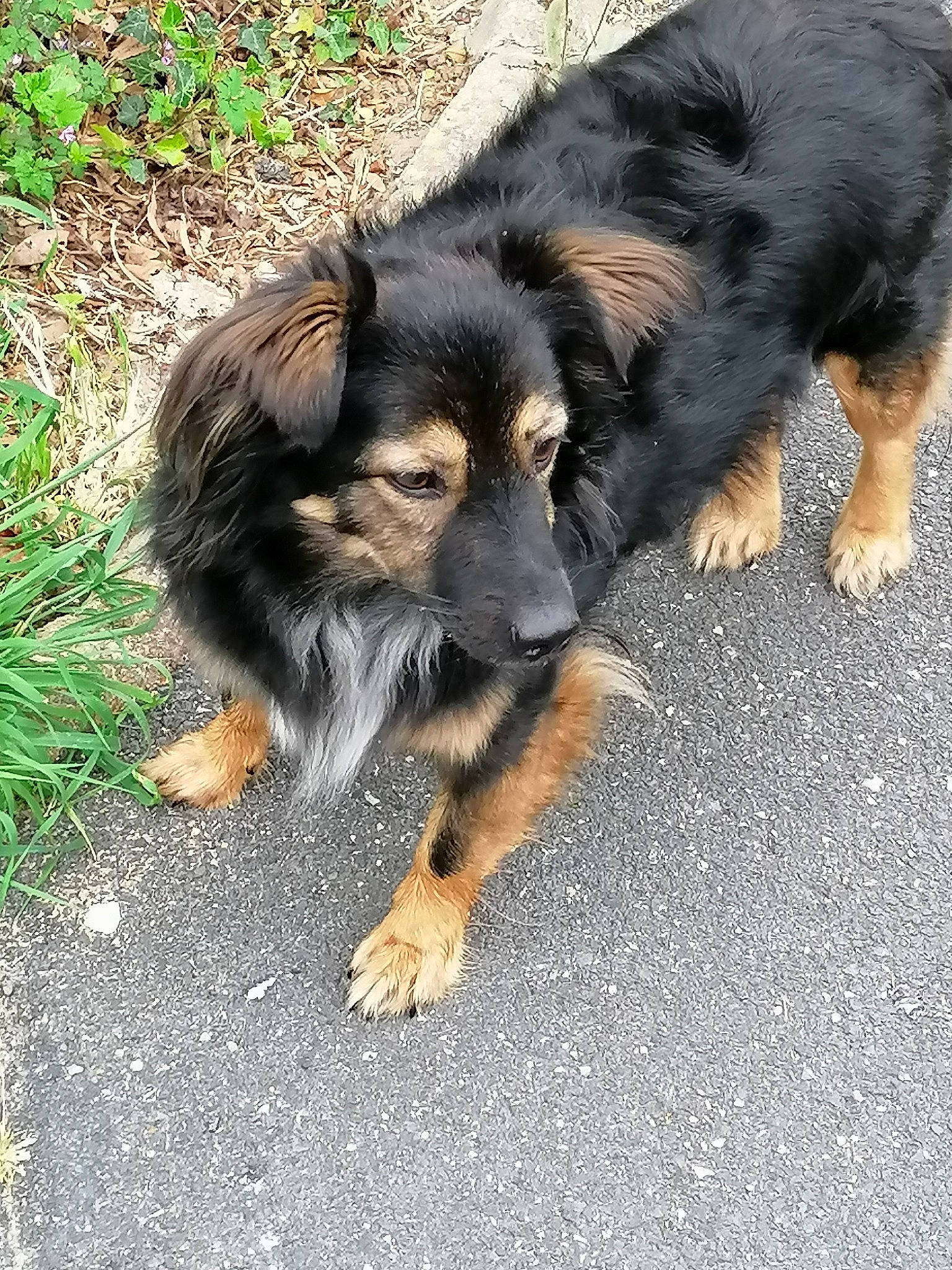 Craquotte participe au concours pour gagner de l'argent avec cette photo : canidae, carnivore, companion_dog, dog, dog_breed, grass, hovawart, mammal, puppy, rare_breed_dog, small_greek_domestic_dog, sporting_group, vertebrate