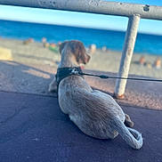 Bono participe au concours pour gagner de l'argent avec cette photo : dog, leash, pavement, beach, ocean, water, railing, outdoor, sunlight, relaxing, animal, canine, fur, tail, daytime, scenic, vacation, nature, blurred_background, resting