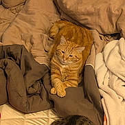 Ritchy participe au concours pour gagner de l'argent avec cette photo : animal, bed, blanket, cat, comfort, cozy, cute, domestic_animal, feline, fur, indoor, orange_cat, pet, relaxed, resting, sleeping_cat, soft, tabby_cat, two_cats, warm