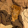 animal, bed, blanket, cat, comfort, cozy, cute, domestic_animal, feline, fur, indoor, orange_cat, pet, relaxed, resting, sleeping_cat, soft, tabby_cat, two_cats, warm