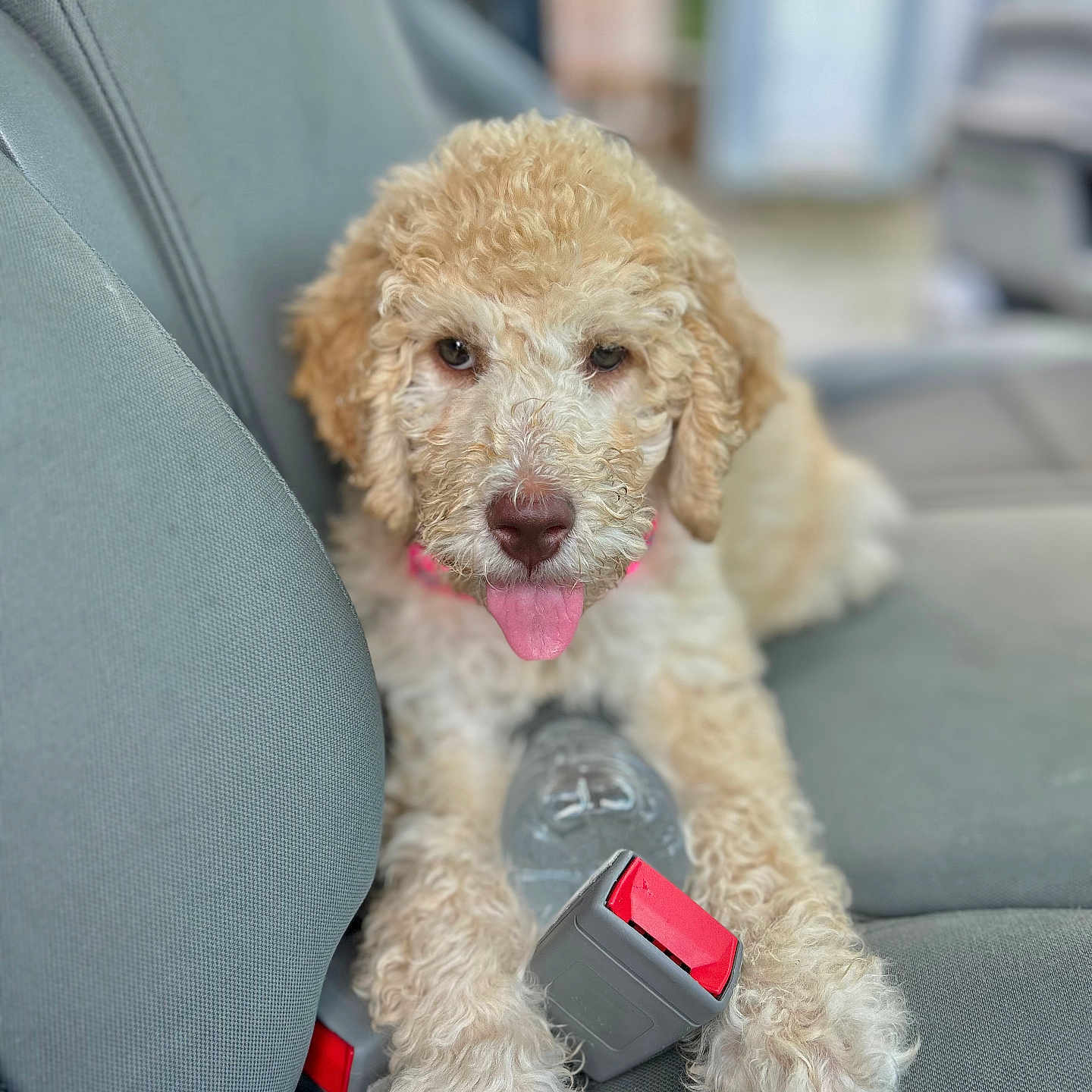 Dolly is registered to the contest to win money with this photo: accessories, animal, belt, bodypart, canine, car, car_interior, carseat, couch, cushion, dog, furniture, homedecor, mouth, pet, poodle, puppy, terrier, transportation, vehicle