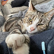 Tabby joined the competition — help win amazing prizes! blanket, cat, close_up, couch, cozy, domestic_animal, ears, fur, furniture, home, indoor, nose, paw, person, relaxed, sleepy, stretching, tabby_cat, texture, whiskers