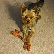 Chewy is registered to the contest to win money with this photo: dog, toy, rope_toy, carpet, indoor, pet, small_dog, cute, playful, fur, ears, collar, shadow, looking_up, animal, domestic_animal, friend, companion, cute_pet, pet_toy