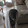 dog, towel, indoor, living_room, tile_floor, sofa, cushions, glass_door, garden, furniture, pet, animal, brown_dog, black_dog, striped_cushions, cozy, home, quiet, calm, portrait