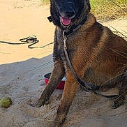 Panzer participe au concours pour gagner de l'argent avec cette photo : dog, beach, sand, leash, tennis_ball, grass, sunny, outdoor, happy, pet, canine, nature, daytime, water_bowl, blue_sky, animal, playful, tongue_out, summer, vacation