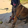 dog, beach, sand, leash, tennis_ball, grass, sunny, outdoor, happy, pet, canine, nature, daytime, water_bowl, blue_sky, animal, playful, tongue_out, summer, vacation