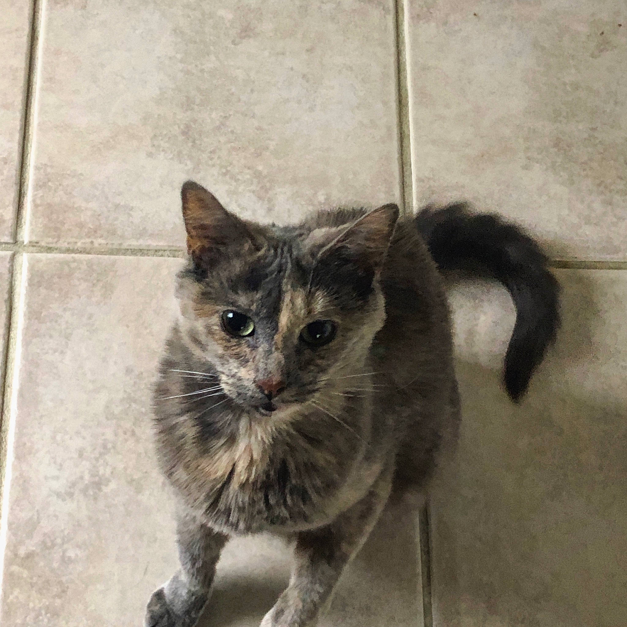 Melani joined the competition — help win amazing prizes! asian, black_cat, carnivore, cat, domestic_long_haired_cat, domestic_short_haired_cat, european_shorthair, felidae, kitten, mammal, nebelung, ojos_azules, small_to_medium_sized_cats, snout, tail, vertebrate, whiskers