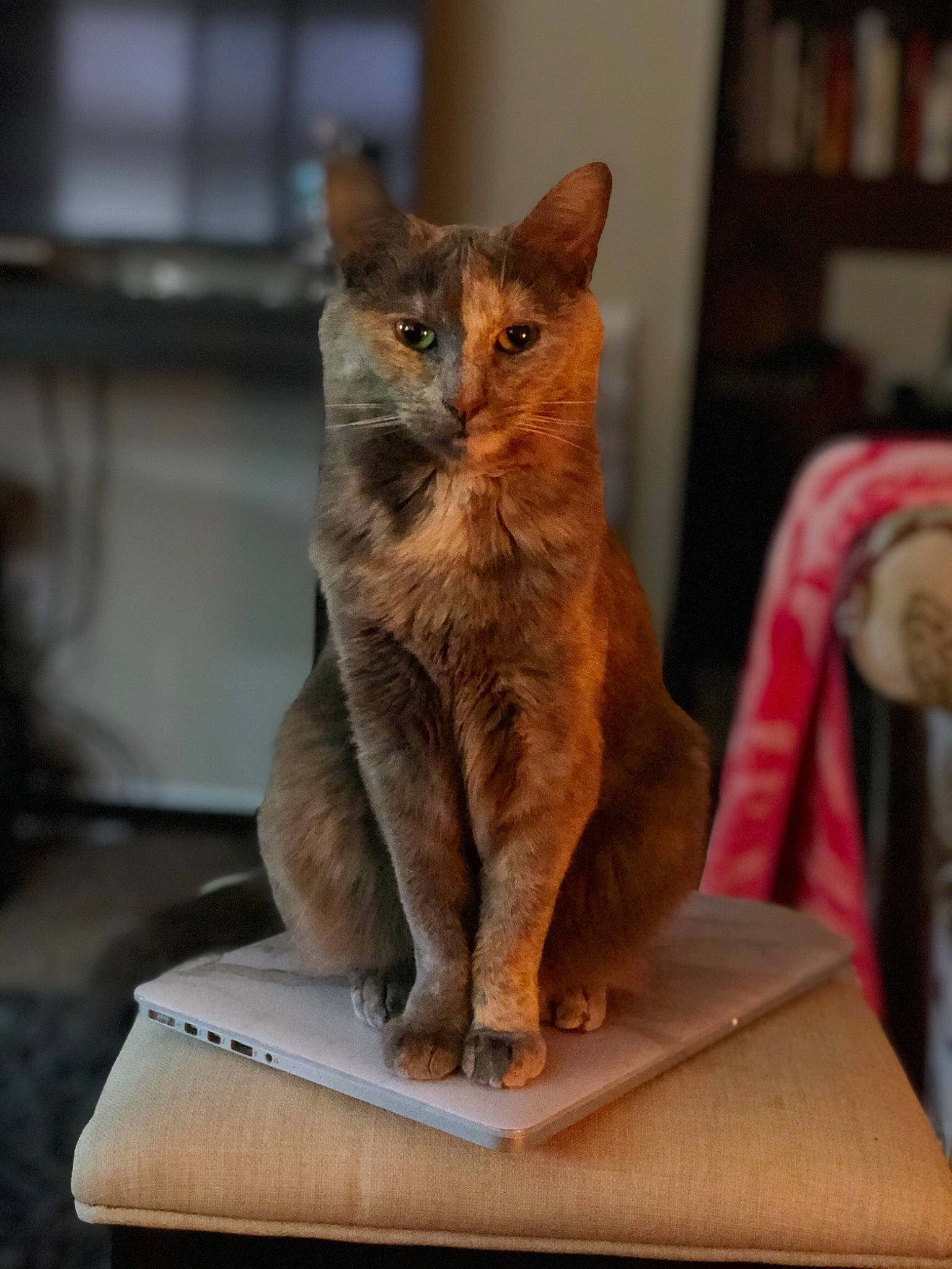 Melani joined the competition — help win amazing prizes! abyssinian, aegean_cat, asian, carnivore, cat, domestic_short_haired_cat, european_shorthair, fawn, felidae, german_rex, kitten, mammal, paw, sitting, small_to_medium_sized_cats, somali, tabby_cat, vertebrate, whiskers