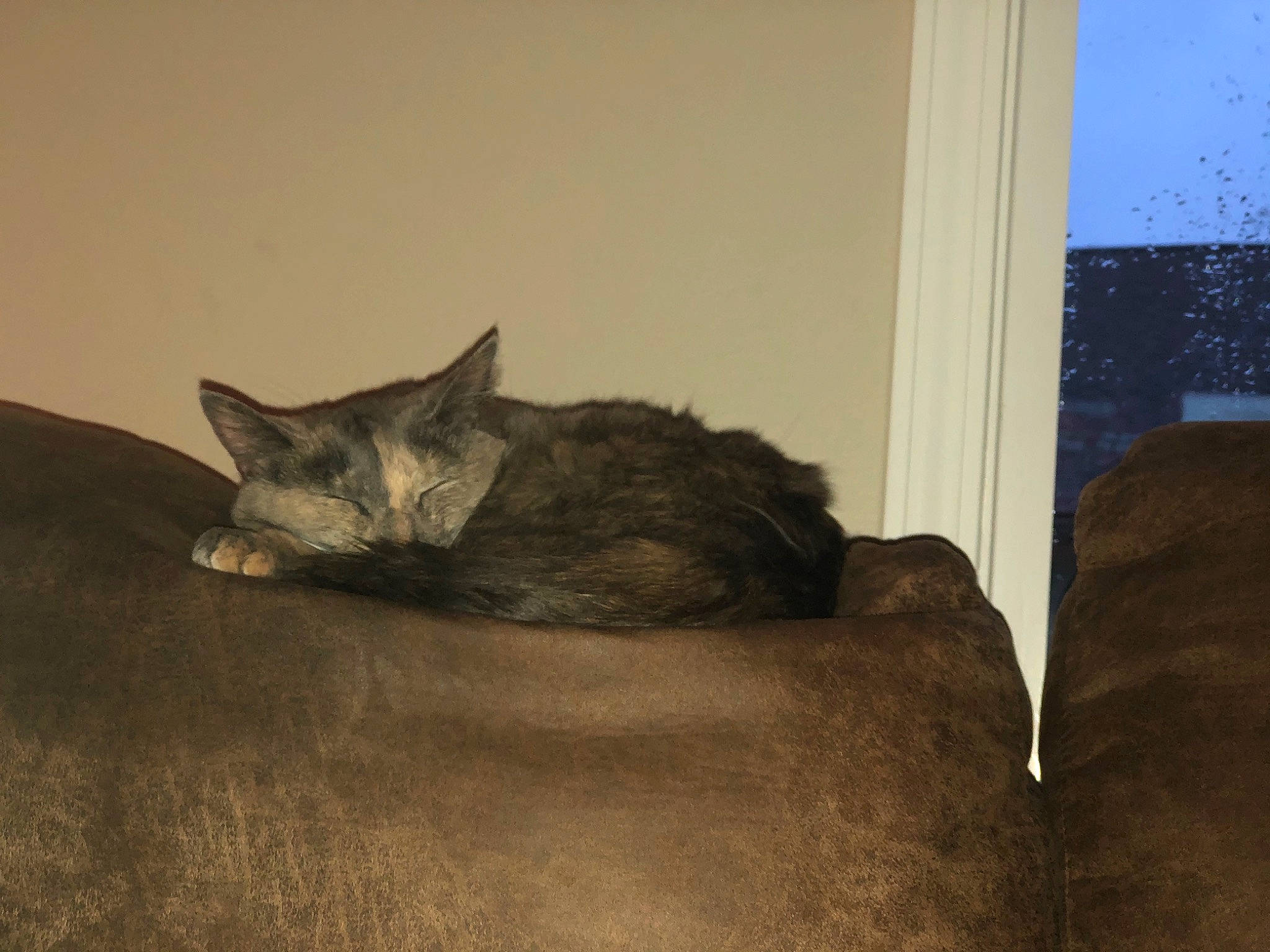 Melani is registered to the contest to win money with this photo: asian, carnivore, cat, domestic_short_haired_cat, ear, european_shorthair, felidae, floor, fur, furniture, kitten, nap, nebelung, small_to_medium_sized_cats, tabby_cat, tail, whiskers, wood