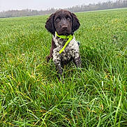 Cyrus participe au concours pour gagner de l'argent avec cette photo : puppy, dog, grass, field, outdoor, nature, greenery, collar, wet, canine, young, pet, animal, fur, ears, eyes, sitting, overcast, landscape, cute