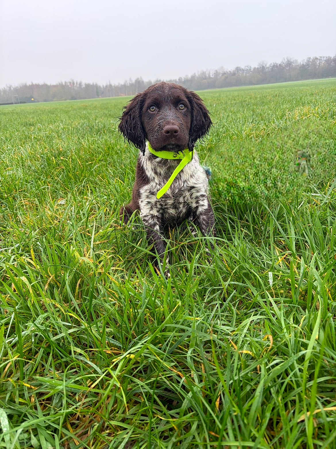 Cyrus participe au concours pour gagner de l'argent avec cette photo : puppy, dog, grass, field, outdoor, nature, greenery, collar, wet, canine, young, pet, animal, fur, ears, eyes, sitting, overcast, landscape, cute