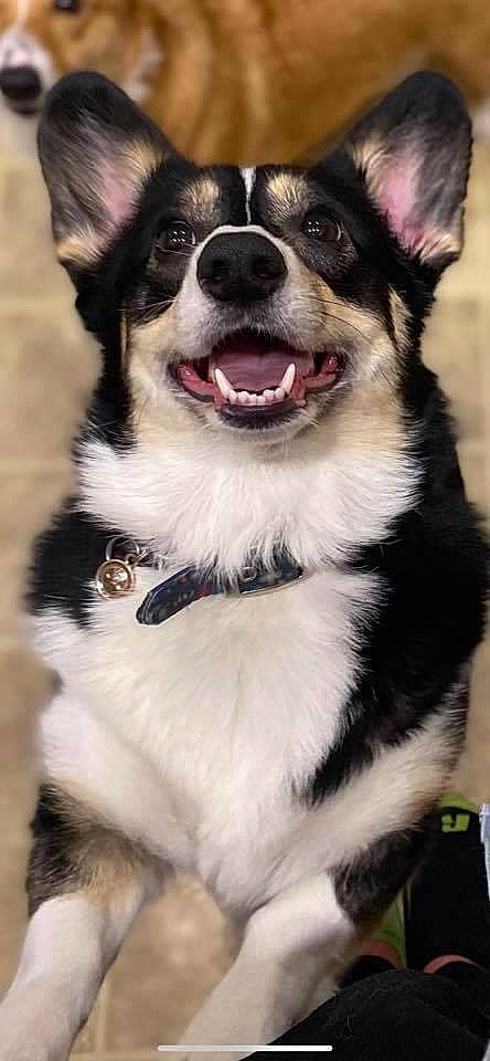 Eva joined the competition — help win amazing prizes! canidae, carnivore, collar, companion_dog, dog, dog_breed, dog_collar, fur, iris, jaw, natural_material, organ, pet_supply, snout, sporting_group, terrestrial_animal, tongue, vertebrate, whiskers, working_animal