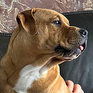 Walter is registered to the contest to win money with this photo: brown_coat, canine, close_up, companion, cute, dog, ear, eye, human_hand, leather_sofa, living_room, muzzle, pet, portrait, relaxed, side_profile, sofa, tongue_out, wall_texture, white_chest