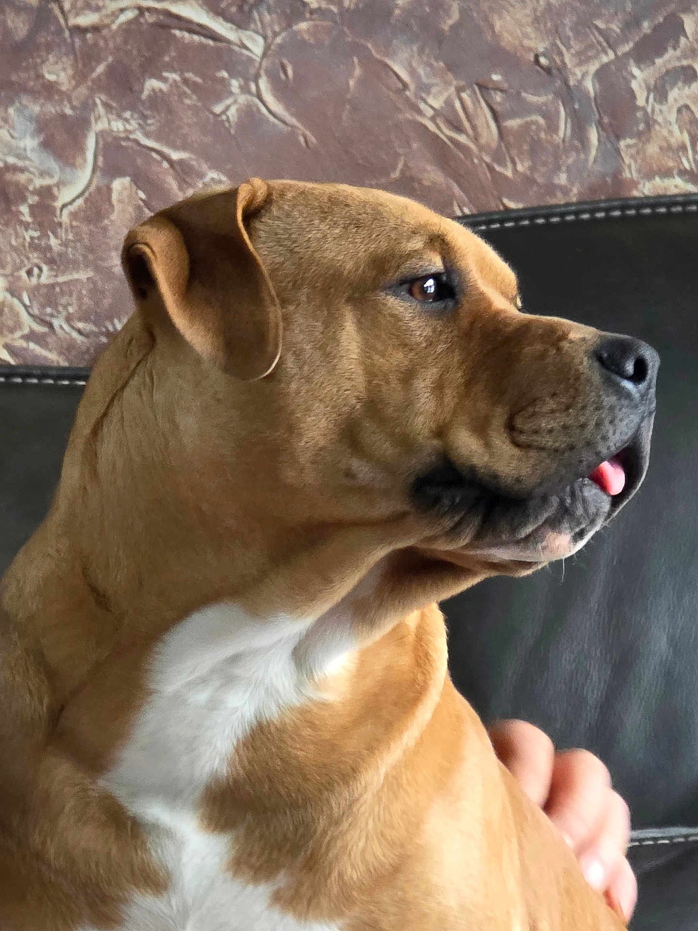 Walter is registered to the contest to win money with this photo: brown_coat, canine, close_up, companion, cute, dog, ear, eye, human_hand, leather_sofa, living_room, muzzle, pet, portrait, relaxed, side_profile, sofa, tongue_out, wall_texture, white_chest