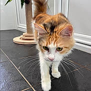 Kelly joined the competition — help win amazing prizes! cat, calico, pet, animal, whiskers, floor, tile, scratching_post, plant, indoor, fur, walking, curious, closeup, domestic_cat, paw, tail, eyes, ears, nose