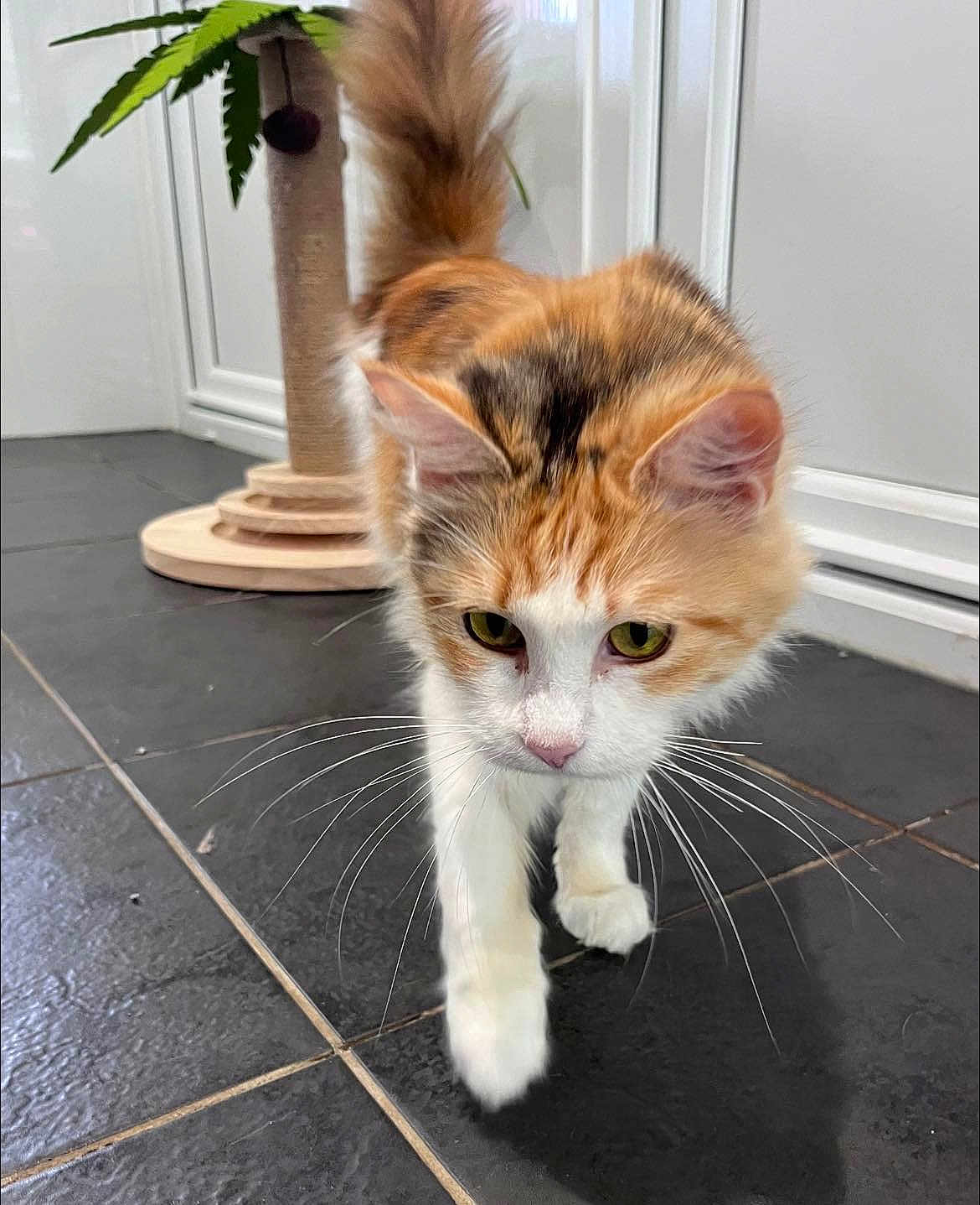 Kelly joined the competition — help win amazing prizes! cat, calico, pet, animal, whiskers, floor, tile, scratching_post, plant, indoor, fur, walking, curious, closeup, domestic_cat, paw, tail, eyes, ears, nose