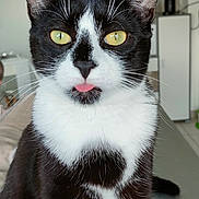 Willo participe au concours pour gagner de l'argent avec cette photo : animal, black_and_white, cat, close_up, curious, cute, domestic_cat, feline, fur, household, indoor, mammal, pet, portrait, relaxed, sitting, tongue_out, tuxedo_cat, whiskers, yellow_eyes