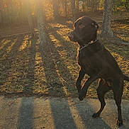 Athena joined the competition — help win amazing prizes! dog, black_dog, outdoor, forest, trees, sunlight, shadows, leaping, path, nature, sunset, golden_hour, animal, pet, collar, playful, grass, daylight, canine, park