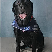 Newty participe au concours pour gagner de l'argent avec cette photo : animal, animal_portrait, assistance_dog, black_dog, blanket, canine, companion, cute, dog, friendly, indoor, looking_at_camera, obedient, pet, portrait, service_dog, sitting, studio, tongue_out, vest