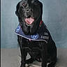animal, animal_portrait, assistance_dog, black_dog, blanket, canine, companion, cute, dog, friendly, indoor, looking_at_camera, obedient, pet, portrait, service_dog, sitting, studio, tongue_out, vest
