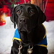 Newty participe au concours pour gagner de l'argent avec cette photo : dog, black_labrador, pet, animal, canine, portrait, blue_jacket, yellow_trim, leash, collar, indoor, holiday_decor, lantern, pine_branches, red_bow, wooden_chair, snow, closeup, cute, calm