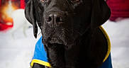 Newty participe au concours pour gagner de l'argent avec cette photo : animal, black_labrador, blue_jacket, calm, canine, closeup, collar, cute, dog, holiday_decor, indoor, lantern, leash, pet, pine_branches, portrait, red_bow, snow, wooden_chair, yellow_trim