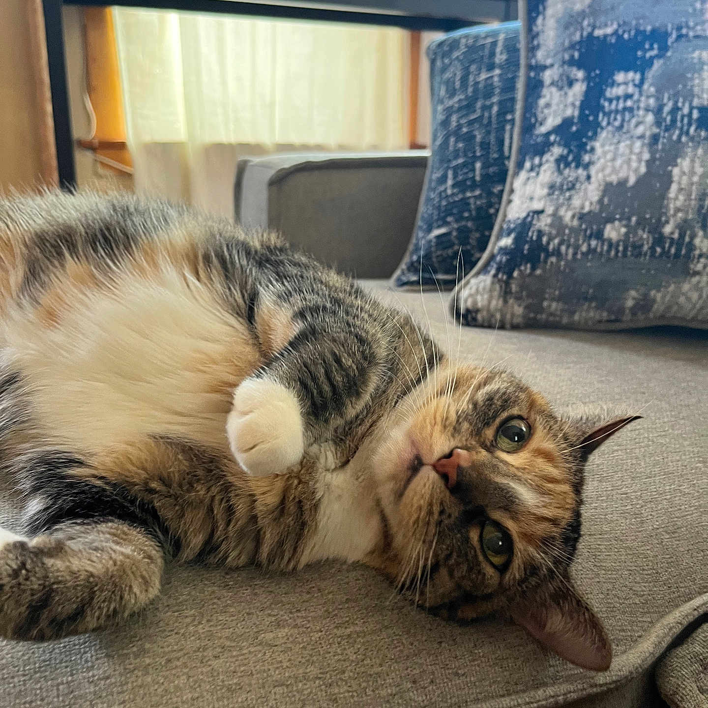 Chipi joined the competition — help win amazing prizes! cat, closeup, couch, cozy, curious, curtains, cushion, fur, furniture, green_eyes, houseplant, indoor, living_room, pet, relaxed, resting, soft_light, tabby_cat, table, whiskers