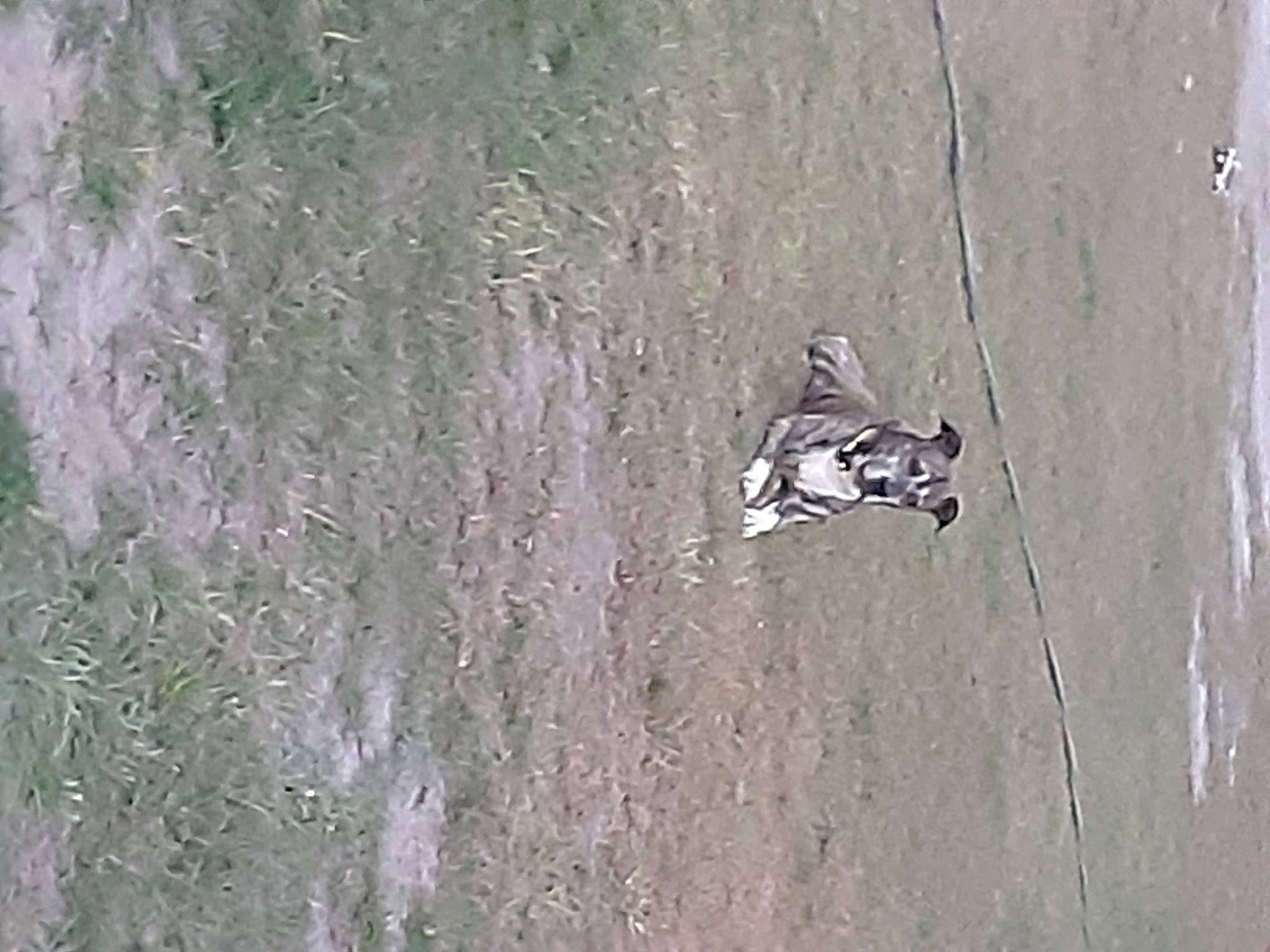 Buddy The Brindle Bulldoggy joined the competition — help win amazing prizes! art, asphalt, grass, grey, hardwood, plant, road_surface, shadow, soil, tree, trunk, wildlife, wood